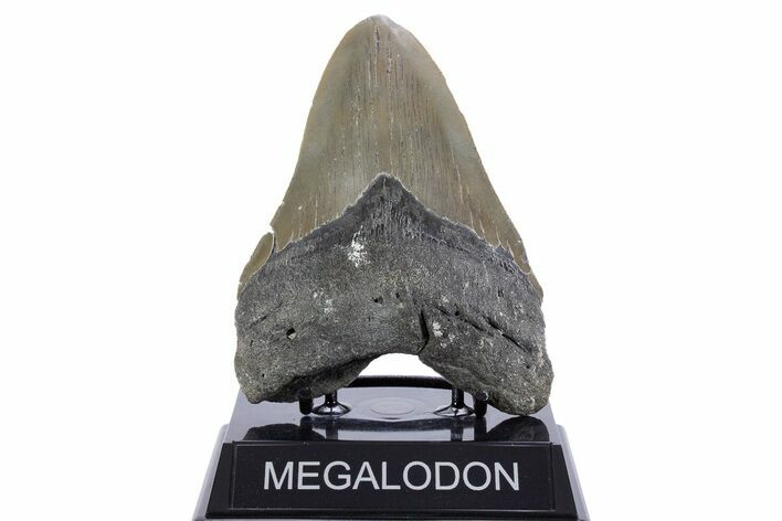 Serrated, Fossil Megalodon Tooth - North Carolina #345660